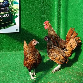 Gold Zibrit Kuluçkalik Yumurta