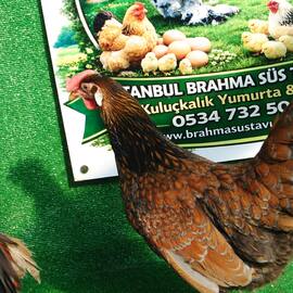 Red Blue Ligorin Kuluçkalik Yumurta