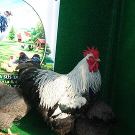 Silver Pencilled Rock Kuluçkalik Yumurta