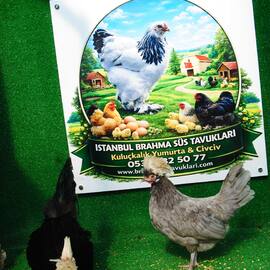 Blue Fizan Kuluçkalik Yumurta