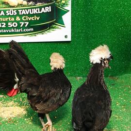 Çikolata Fizan Kuluçkalik Yumurta