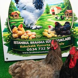 Blue Wyandotte Kuluçkalik Yumurta