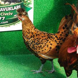 Gold Appenzeller Kuluçkalik Yumurta