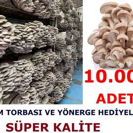 10.000 Adet Yaprak Mantarı Tohumu
