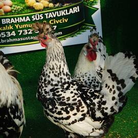 Silver Appenzeller Kuluçkalik Yumurta