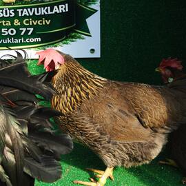 Brown Ligorin Kuluçkalik Yumurta