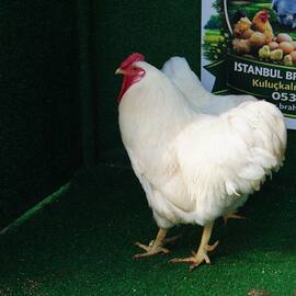 Beyaz Wyandotte Kuluçkalik Yumurta