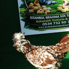 Toulbant Fizan Kuluçkalik Yumurta