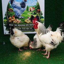 Light Sussex Kuluçkalik Yumurta