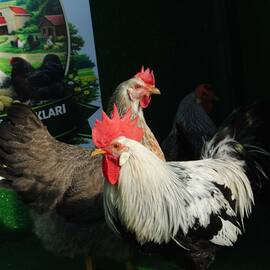 Silver Ligorin Kuluçkalik Yumurta