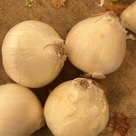 Organik Gümüş Soğan