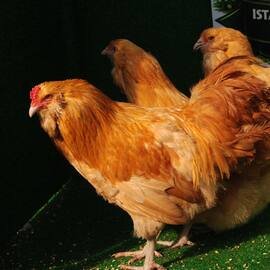 Buff Ameraucana Kuluçkalik Yumurta