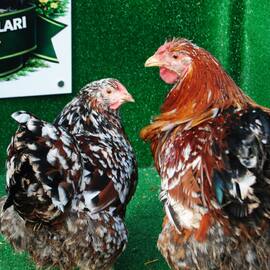 Porselen Wyandotte Kuluçkalik Yumurta