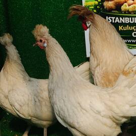 Beyaz Appenzeller Kuluçkalik Yumurta