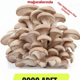 2000 Adet İstiridye Mantarı Tohumu