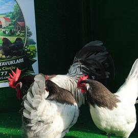 Lakenvalder Blue Kuluçkalik Yumurta