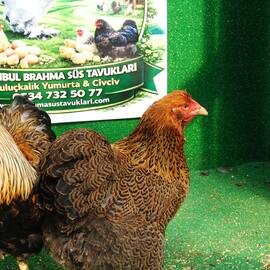 Gold Pencilled Wyandotte Kuluçkalik Yumurta