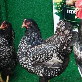 Silver Barnevelder Kuluçkalik Yumurta