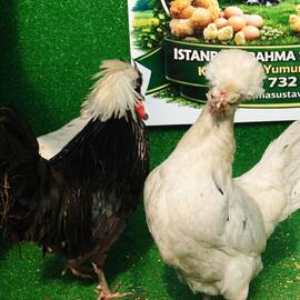 Splash Fizan Kuluçkalik Yumurta