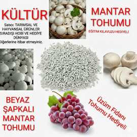 1000 Adet Kültür Mantarı Tohumu