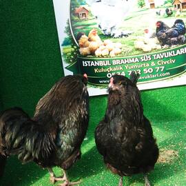 Black Ameraucana Kuluçkalik Yumurta