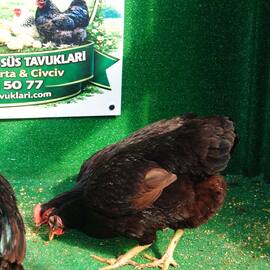 Mahogany Rhode İsland Rir Kuluçkalik Yumurta