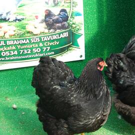 Black Wyandotte Kuluçkalik Yumurta