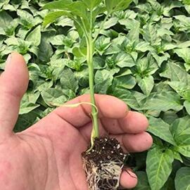 Kapya Biber Fidesi (Atalık Tohum, 6 Adet)