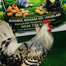 Hamburg Kuluçkalik Yumurta