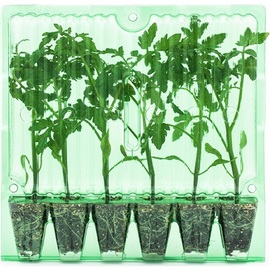 Cherry Domates Fidesi (Atalık Tohum - 6 Adet)