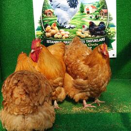 Buff Orpington Kuluçkalik Yumurta