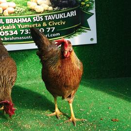 Orange Ligorin Kuluçkalik Yumurta