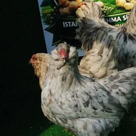 Splash Ameraucana Kuluçkalik Yumurta