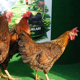 Gold Laced Ligorin Kuluçkalik Yumurta