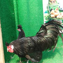 Black Appenzeller Kuluçkalik Yumurta