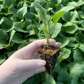 Kemer Patlıcan Fidesi (Atalık Tohum)