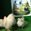 White Ameraucana Kuluçkalik Yumurta - 7