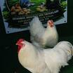 Beyaz Wyandotte Kuluçkalik Yumurta - 7