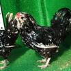 Black Modled Ameraucana Kuluçkalik Yumurta