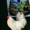 Beyaz Wyandotte Kuluçkalik Yumurta - 4