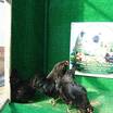 Black Ameraucana Kuluçkalik Yumurta - 5