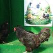 Black Ameraucana Kuluçkalik Yumurta - 7