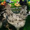 Splash Australorp Kuluçkalik Yumurta