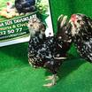 Black Modled Ameraucana Kuluçkalik Yumurta - 7