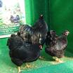 Black Wyandotte Kuluçkalik Yumurta - 3
