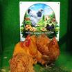 Buff Orpington Kuluçkalik Yumurta - 5