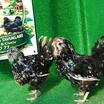Black Modled Ameraucana Kuluçkalik Yumurta - 6