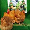 Buff Orpington Kuluçkalik Yumurta