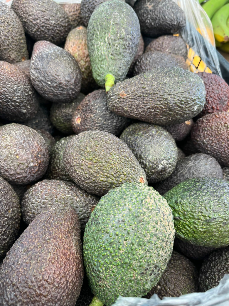 Organik Avokado