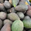 Organik Avokado